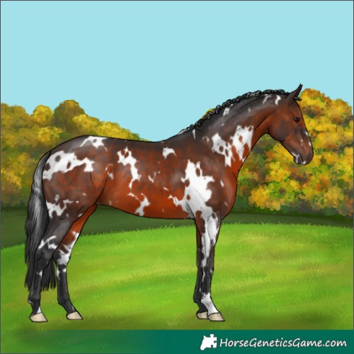 Horse Color:White Spotted Brown