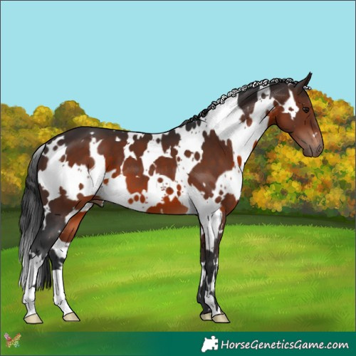 Horse Color:White Spotted Brown 