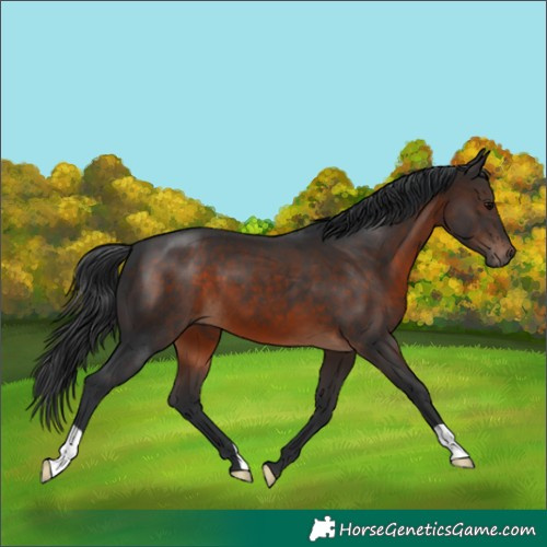 Horse Color:Brown 
