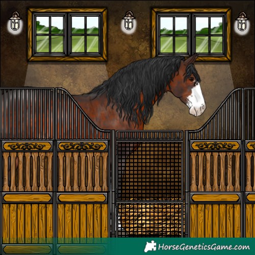 Horse Color:Brown Sabino 