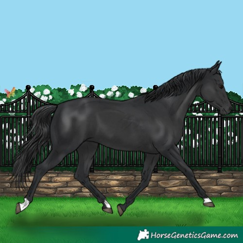 Horse Color:Black 
