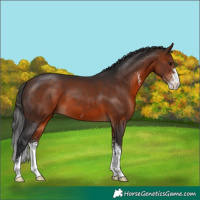 Horse Color:Bay Sabino 