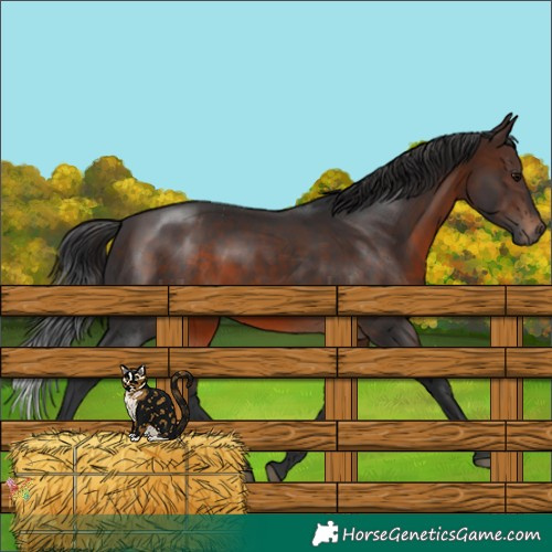 Horse Color:Brown 