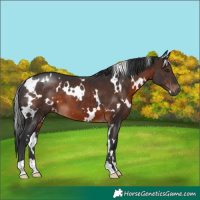 Horse Color:White Spotted Brown 