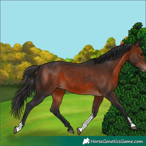 Horse Color:Brown Sabino 