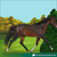 Horse Color:Brown Sabino 
