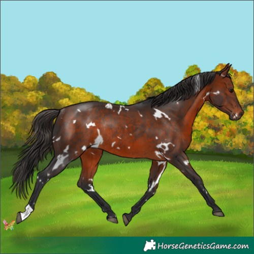 Horse Color:White Spotted Bay Rabicano 