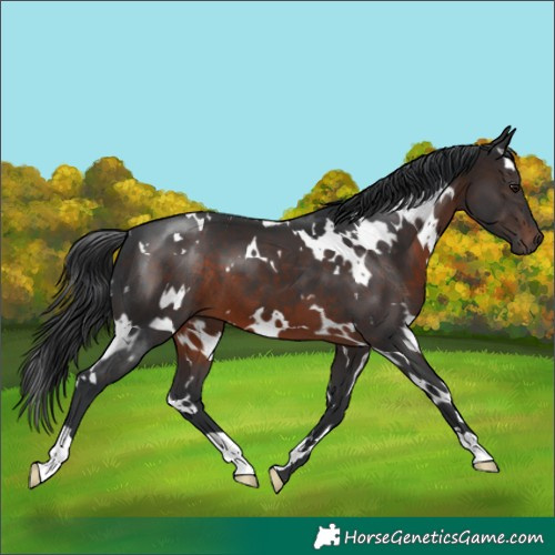 Horse Color:White Spotted Brown 