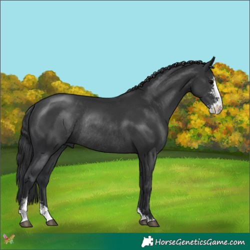 Horse Color:Black Sabino Rabicano 