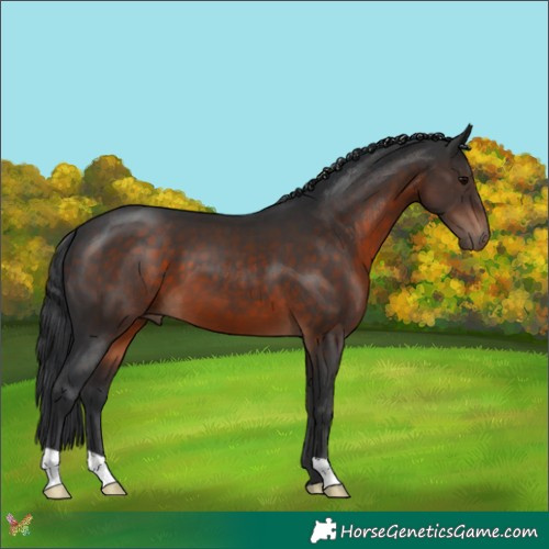 Horse Color:Brown 