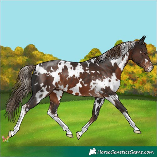 Horse Color:White Spotted Liver Chestnut Sabino 