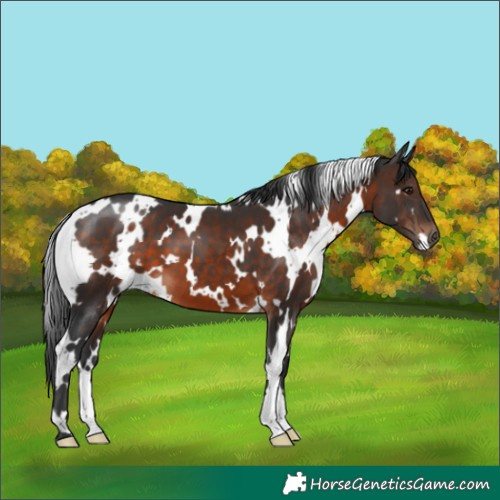 Horse Color:White Spotted Brown