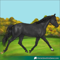 Horse Color:Black 