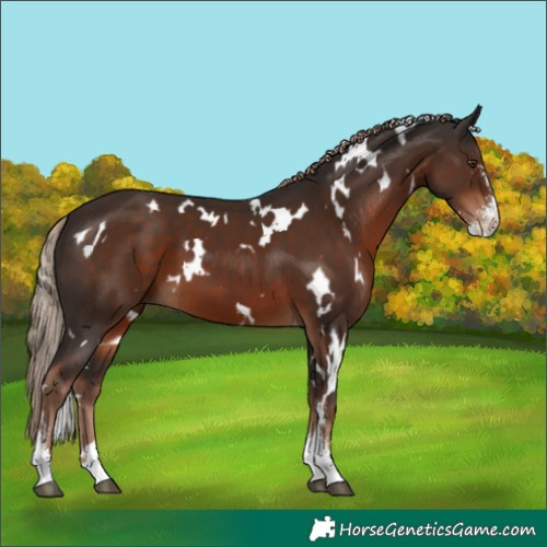 Horse Color:White Spotted Liver Chestnut Sabino