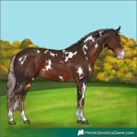 Horse Color:White Spotted Liver Chestnut Sabino