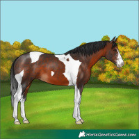 Horse Color:Brown Sabino Tobiano