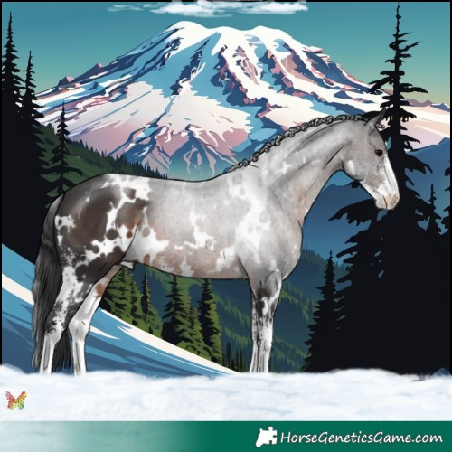 Horse Color:White Spotted Brown Sabino 