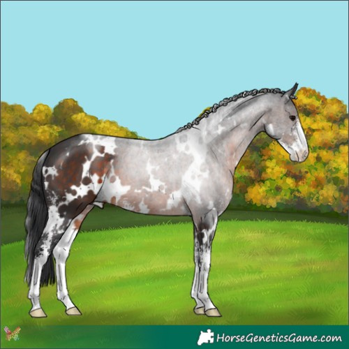 Horse Color:White Spotted Brown Sabino 