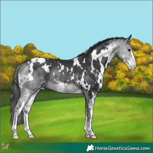 Horse Color:White Spotted Black Sabino Rabicano 