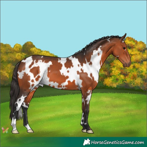 Horse Color:White Spotted Bay 