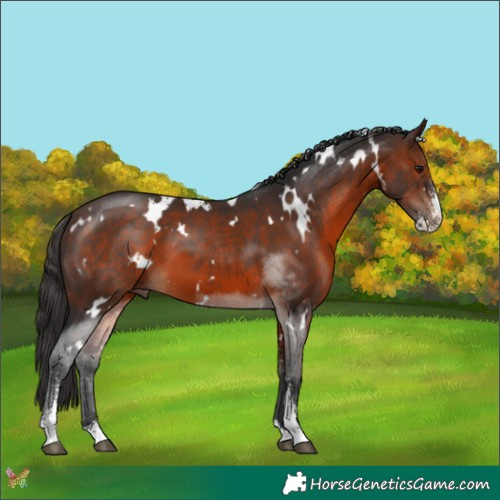 Horse Color:White Spotted Brown Sabino 