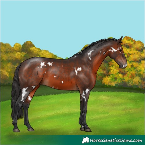 Horse Color:White Spotted Brown