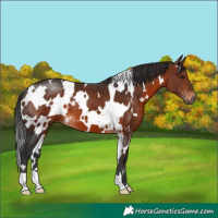 Horse Color:White Spotted Brown