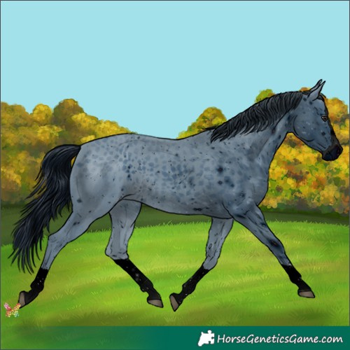 Horse Color:ERROR: UNKNOWN ANOMALY