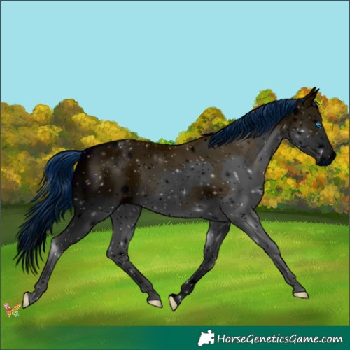 Horse Color:ERROR: UNKNOWN ANOMALY