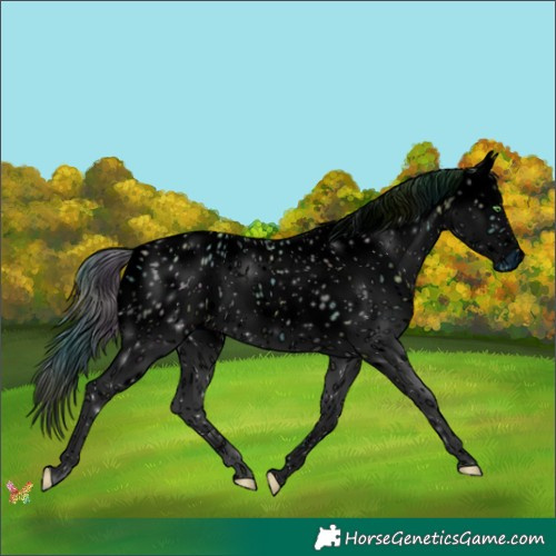 Horse Color:ERROR: UNKNOWN ANOMALY