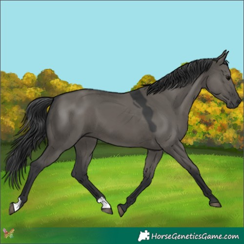 Horse Color:Grullo