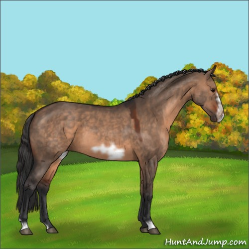 Horse Color:Brown Dun Frame