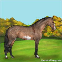 Horse Color:Brown Dun Frame 