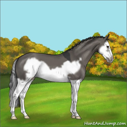 Horse Color:Grullo Splash Frame 