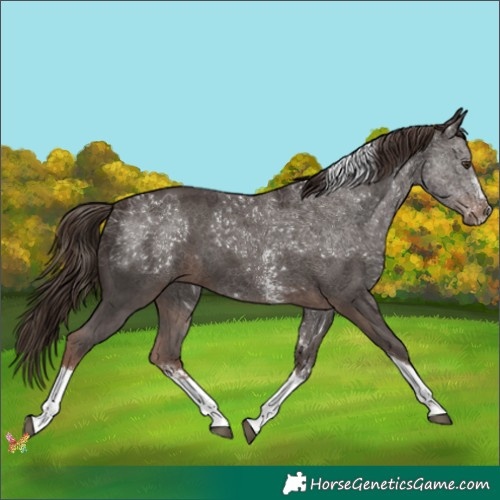 Horse Color:Liver Chestnut Sabino Tobiano 