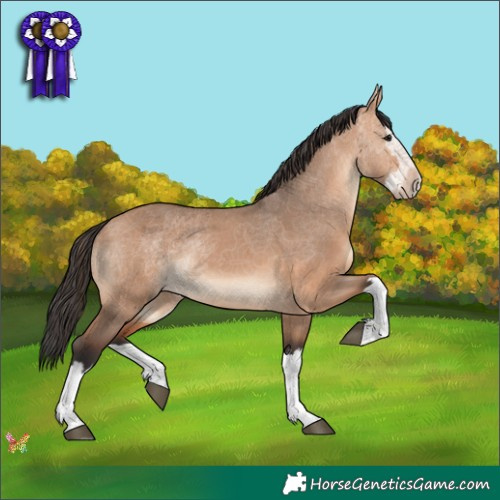 Horse Color:Brown Dun Splash 