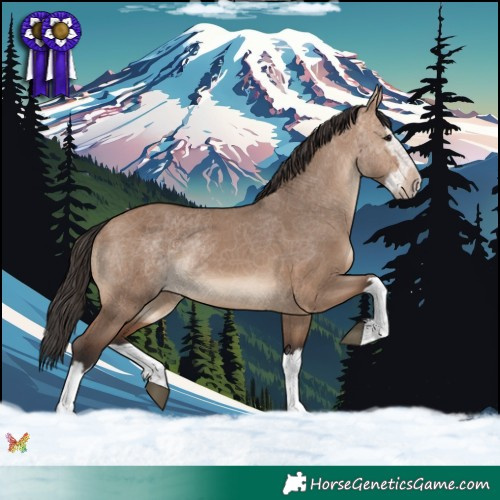 Horse Color:Brown Dun Splash 