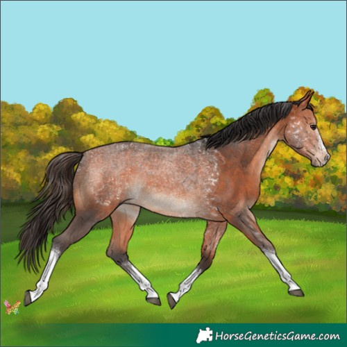 Horse Color:Bay Sabino Tobiano 