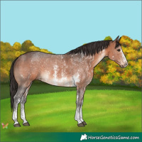 Horse Color:Brown Sabino 