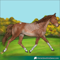 Horse Color:Chestnut Tobiano