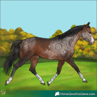 Horse Color:Brown 