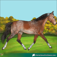 Horse Color:Bay Tobiano 
