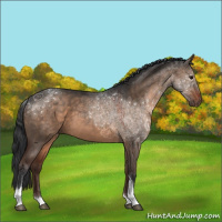 Horse Color:Brown Dun Tobiano 
