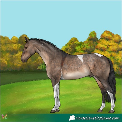 Horse Color:Brown Dun Tobiano 