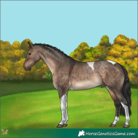 Horse Color:Brown Dun Tobiano 