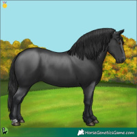 Horse Color:Black 