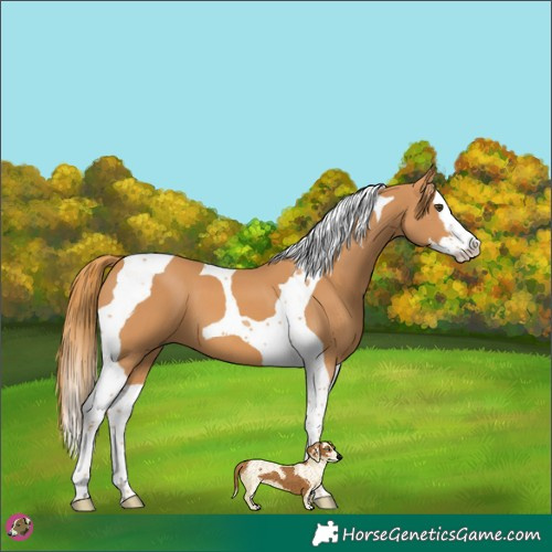 Horse Color:Chestnut Splash Tobiano 