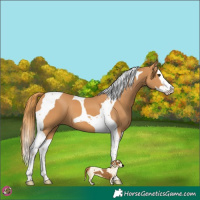 Horse Color:Chestnut Splash Tobiano