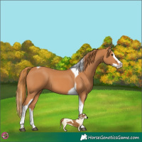 Horse Color:Chestnut Splash Tobiano