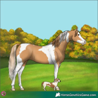 Horse Color:Chestnut Splash Tobiano